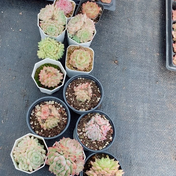 92-818多肉多肉多肉多肉多肉