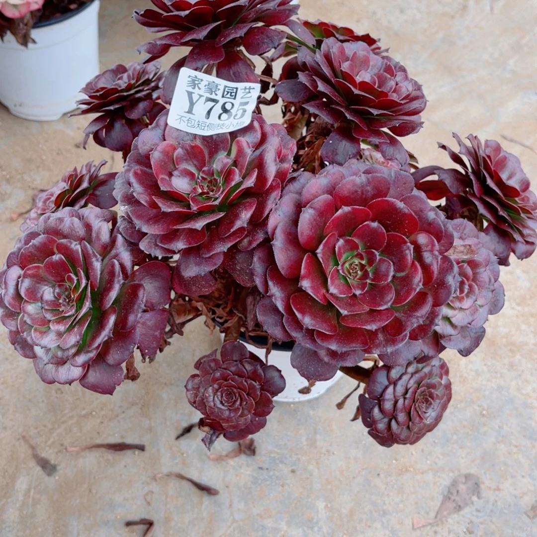 785美姬尺寸28左右2