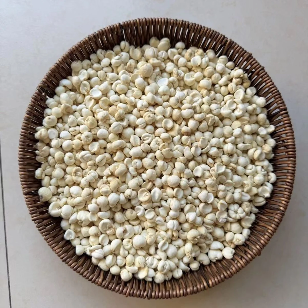 藏区高山高海拔藏小贝母