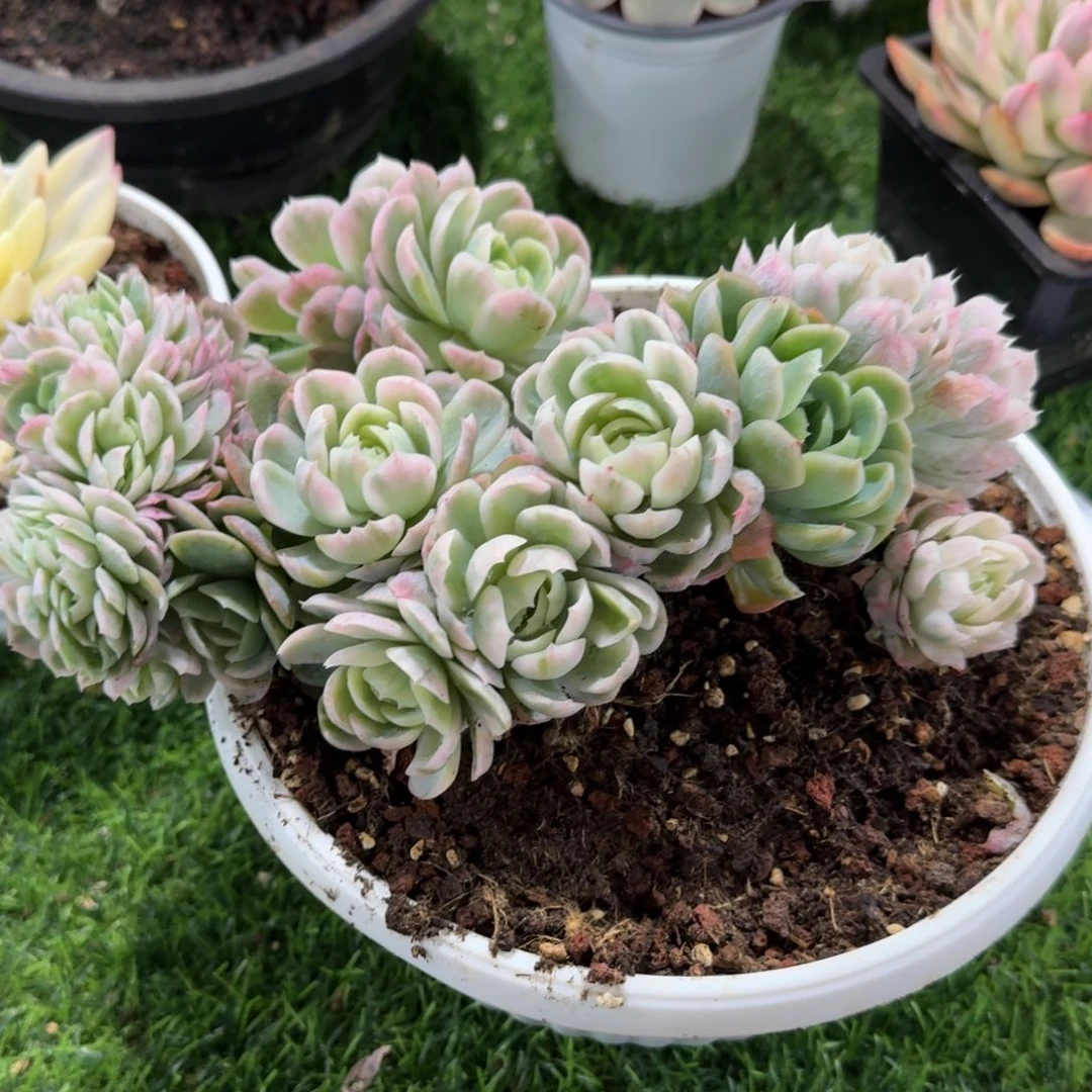 1282冰梅锦缀朵朵玫瑰