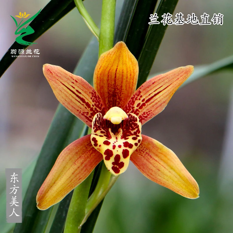 翁源兰花苗大花蕙兰东方美人新手好养室内浓香型绿植花卉盆栽