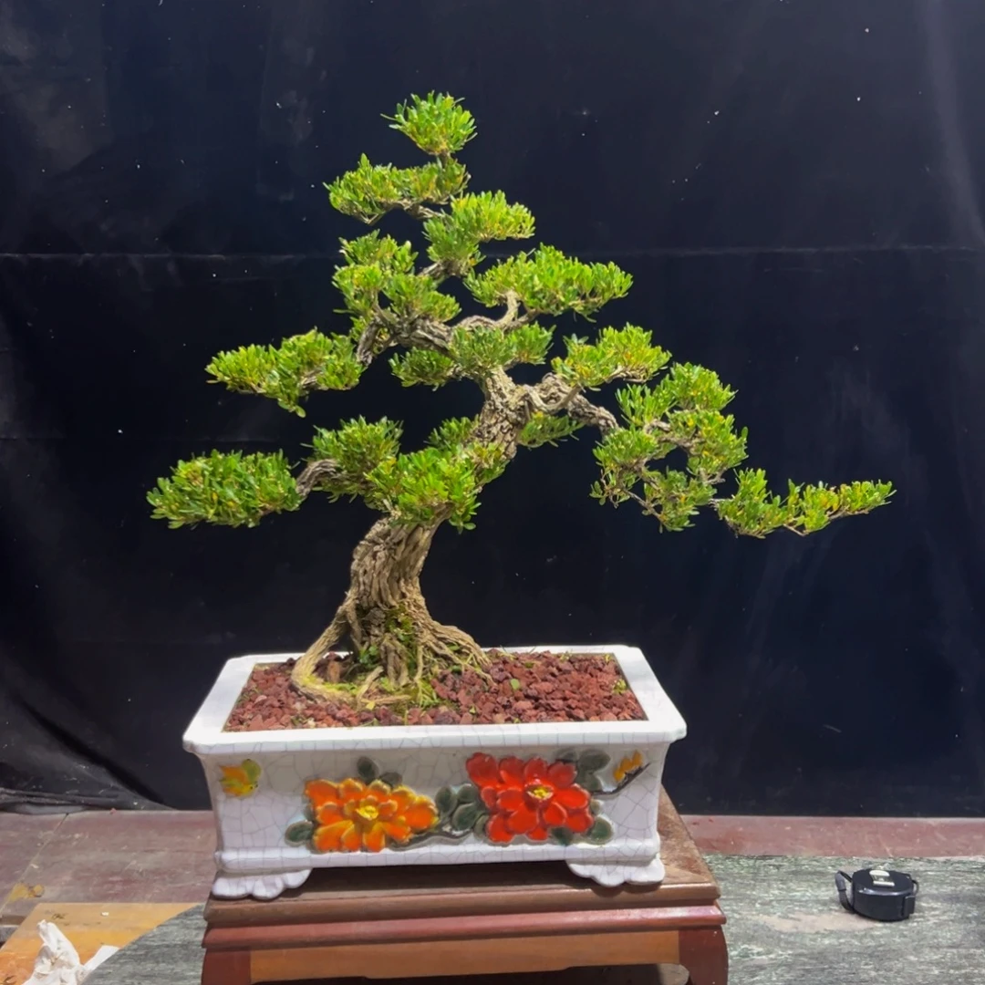 无花朵广东黄杨四季常青