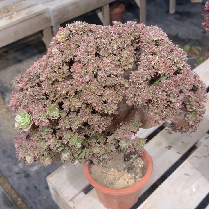 玫瑰朵朵556号了特特