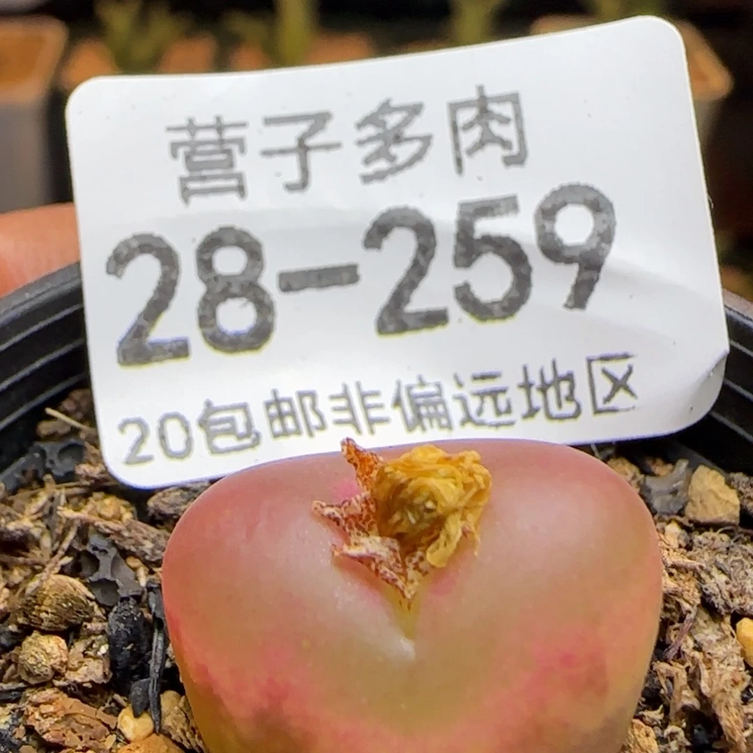 带盆土发货。