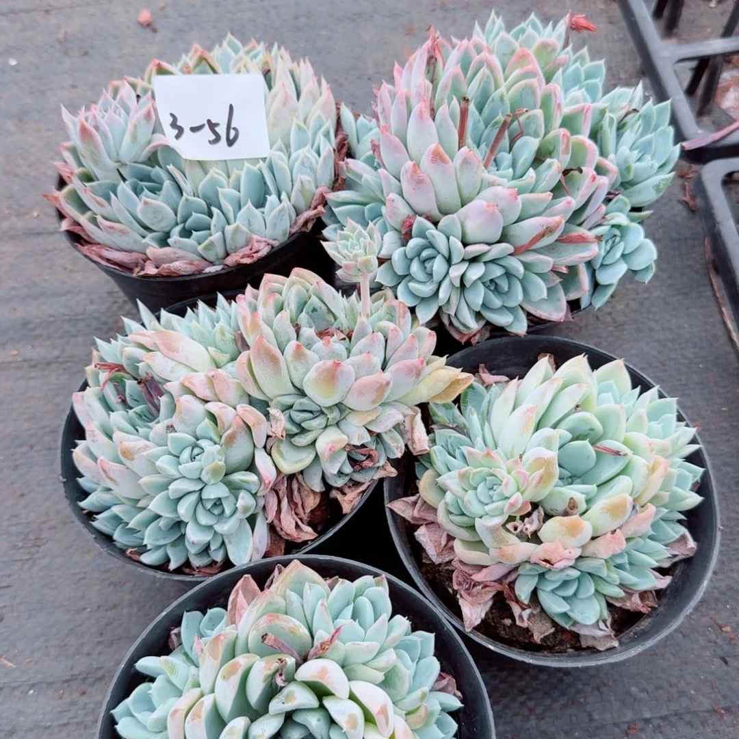 3-56月影群五颗量拍