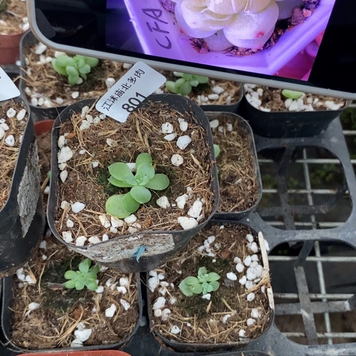 标801财富A一个单头