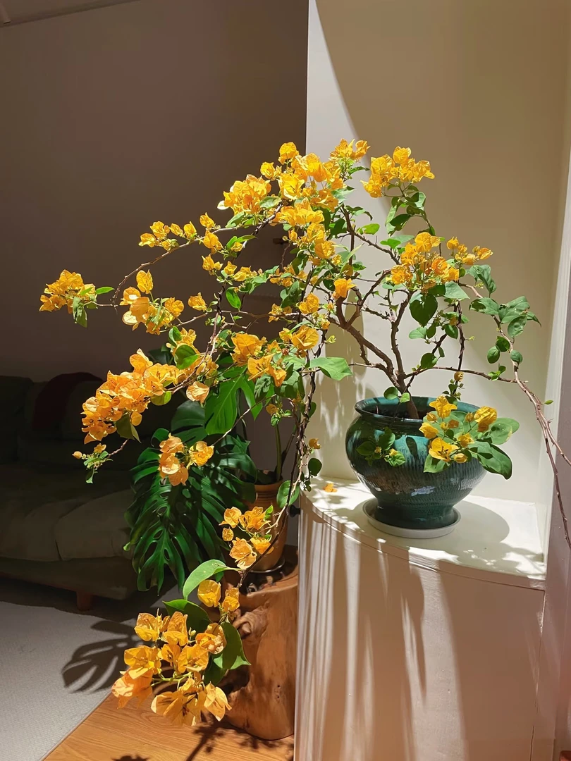 彩花原盆原土发货运输过程中落花落叶属于正常