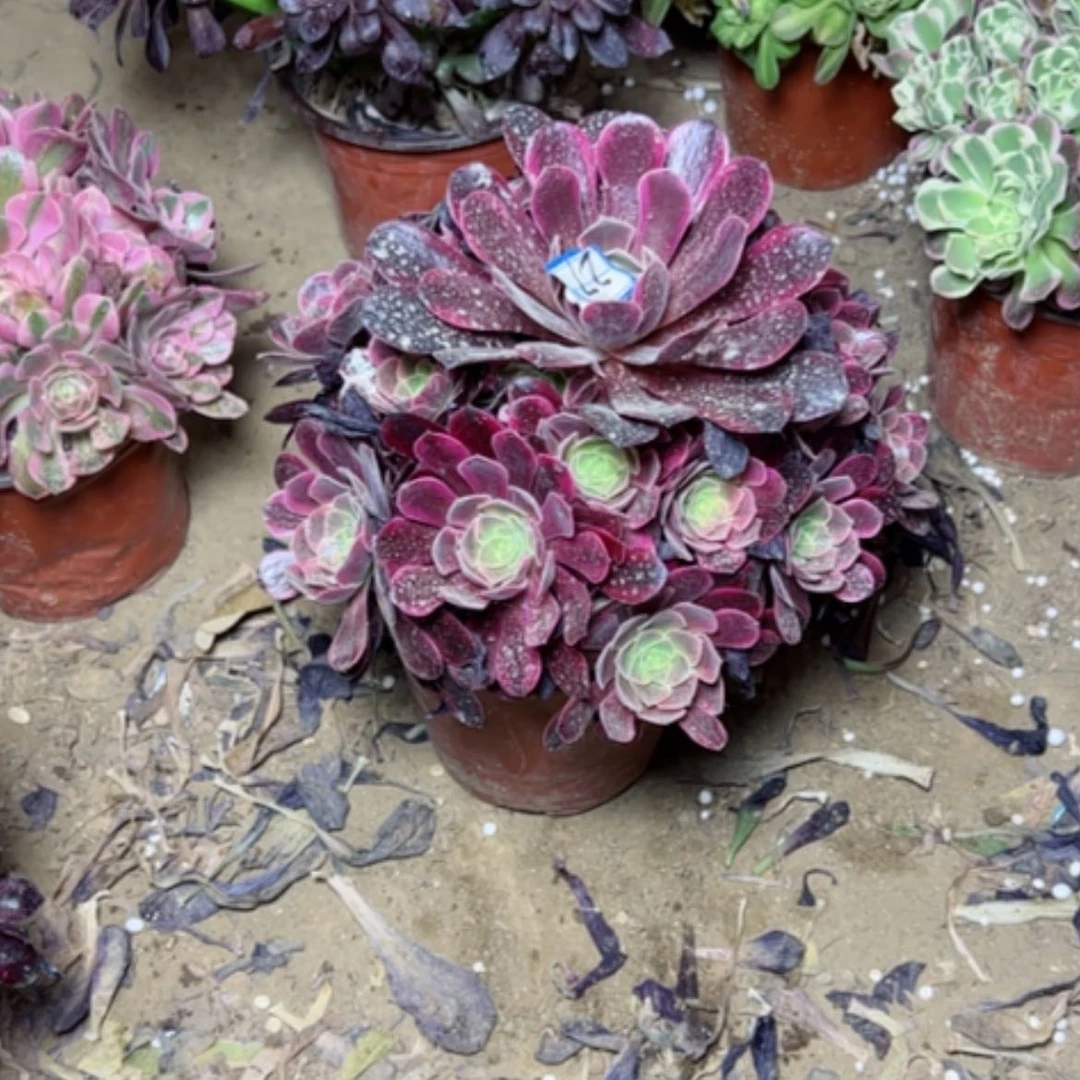 【闪购商品】氓*多肉植物美杜莎27