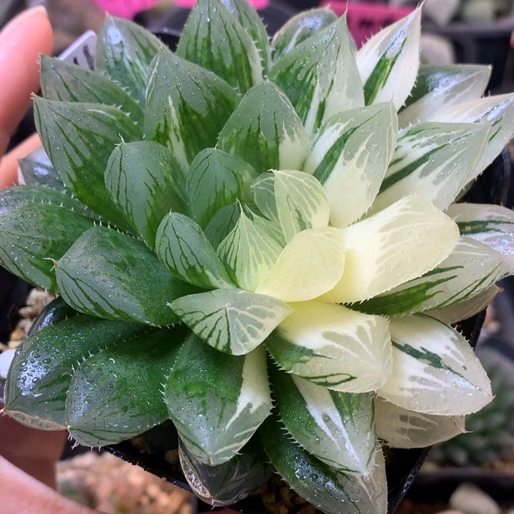 实生玉露锦带儿女