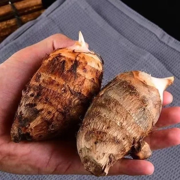 江西兴国新鲜现采红芽芋粉糯可口