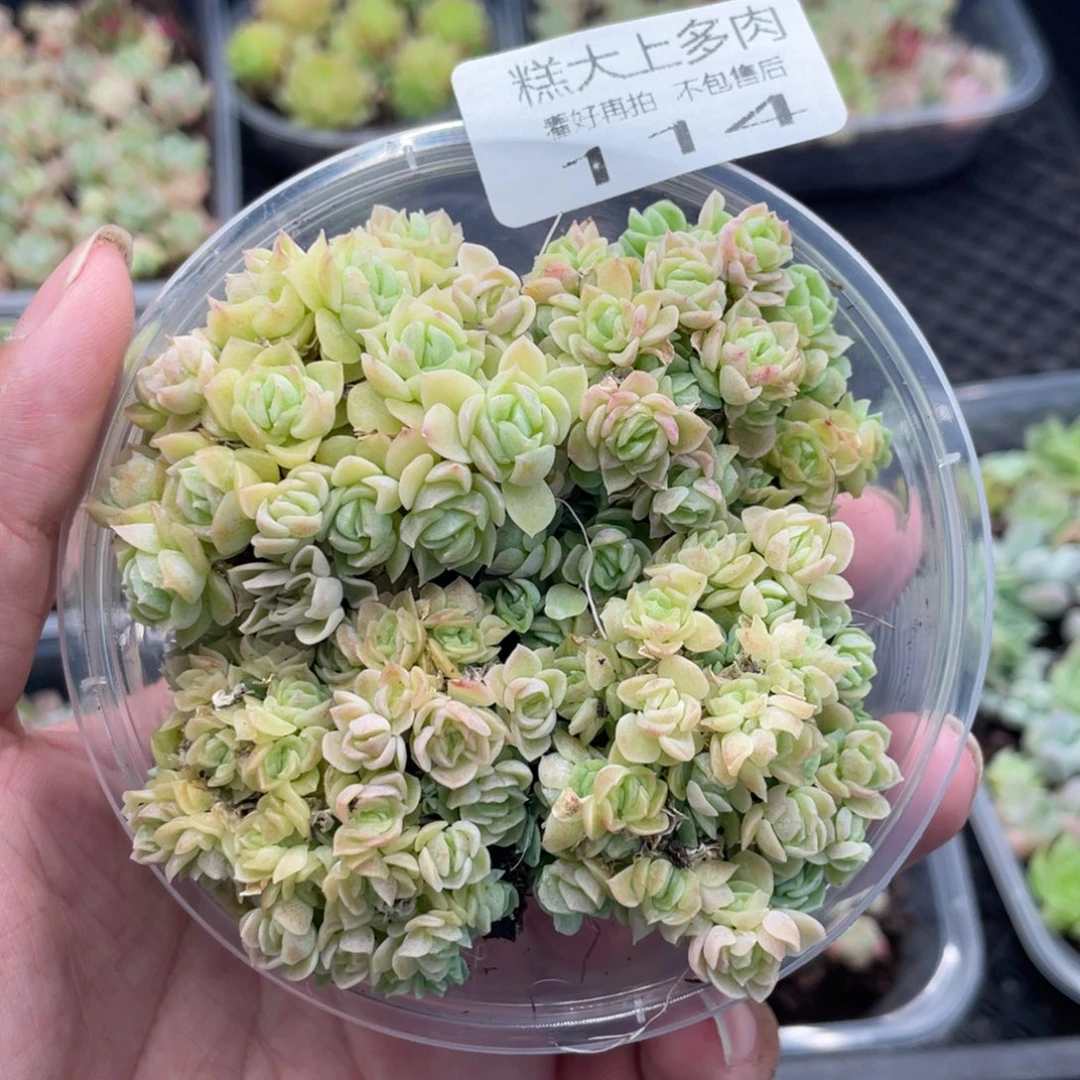 糕大上多肉植物114