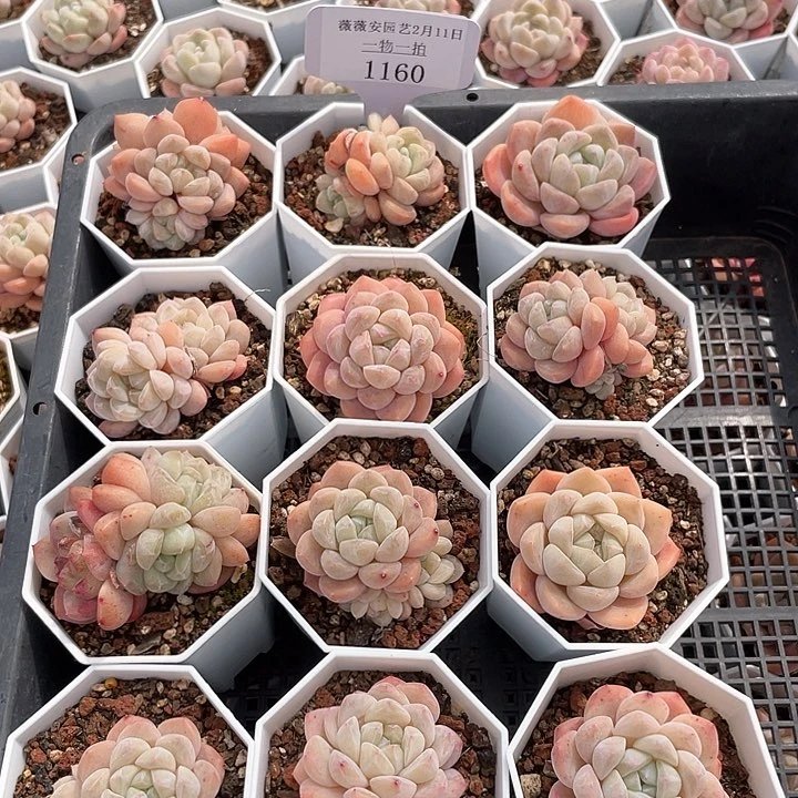 薇薇安园艺多肉1160