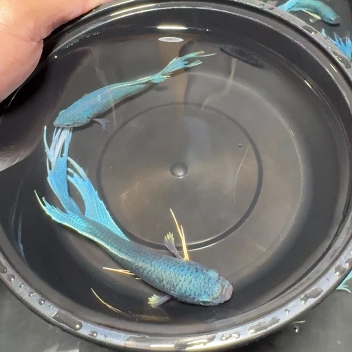 斗鱼直播间对图无纹蓝19