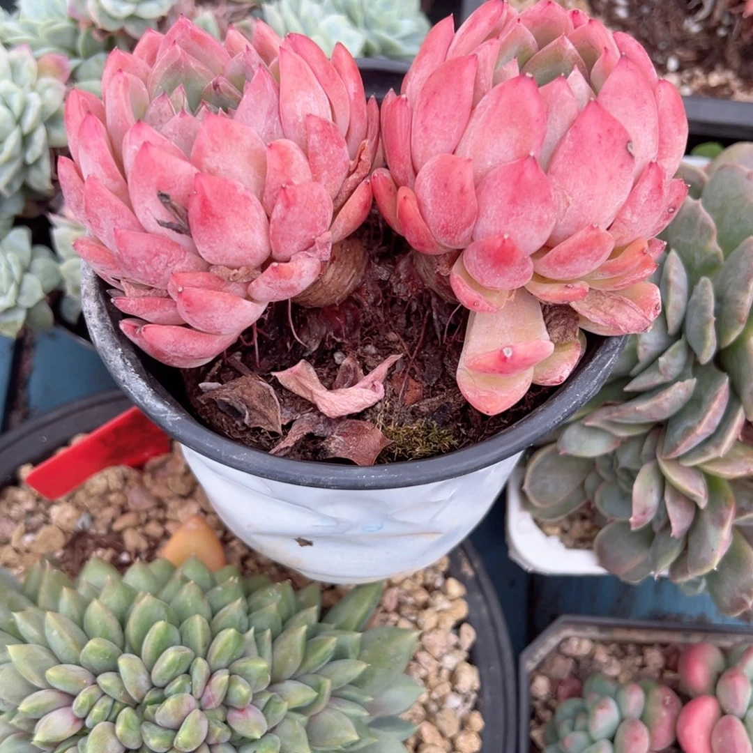 精品多肉植物老桩