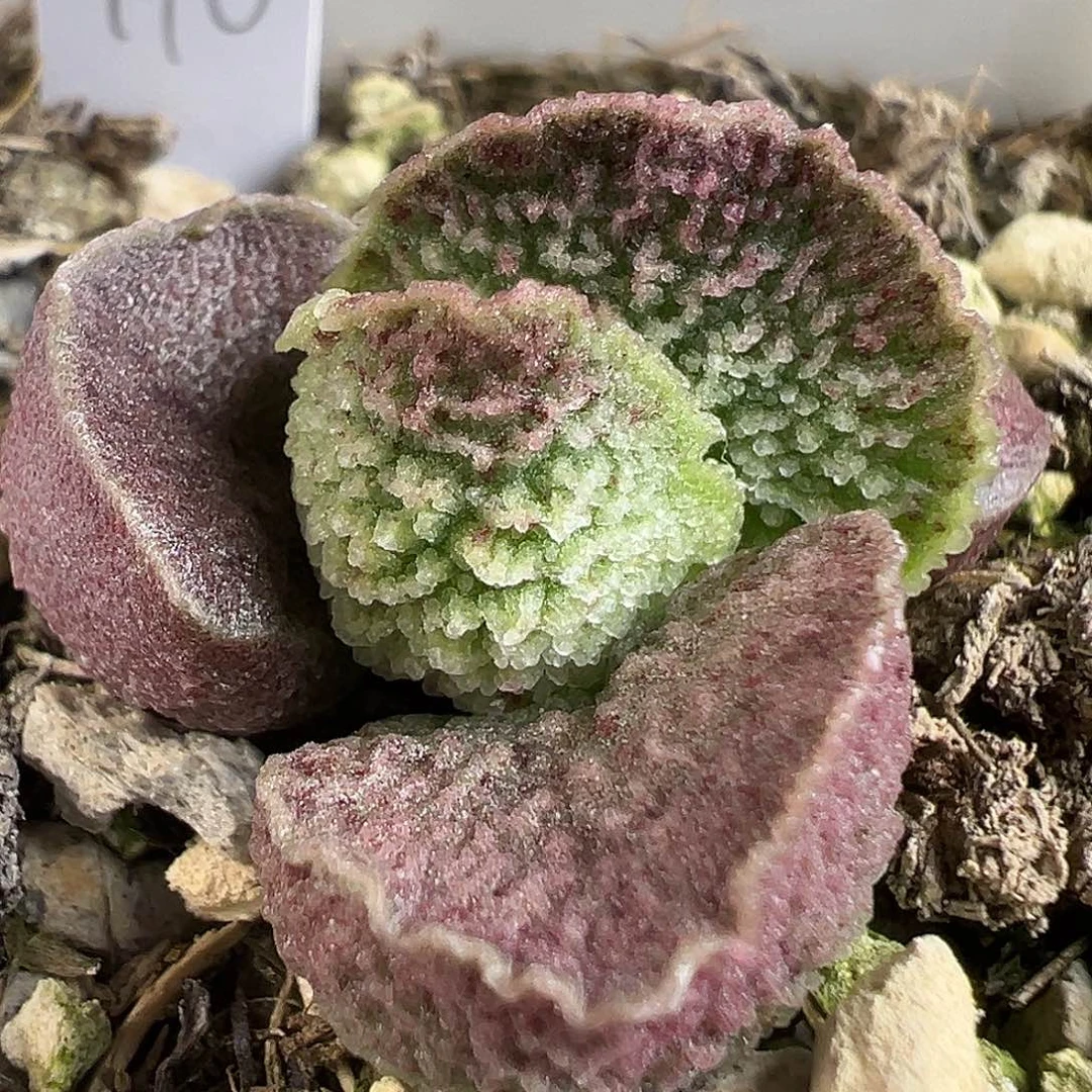 冰晶颗粒款实生新品