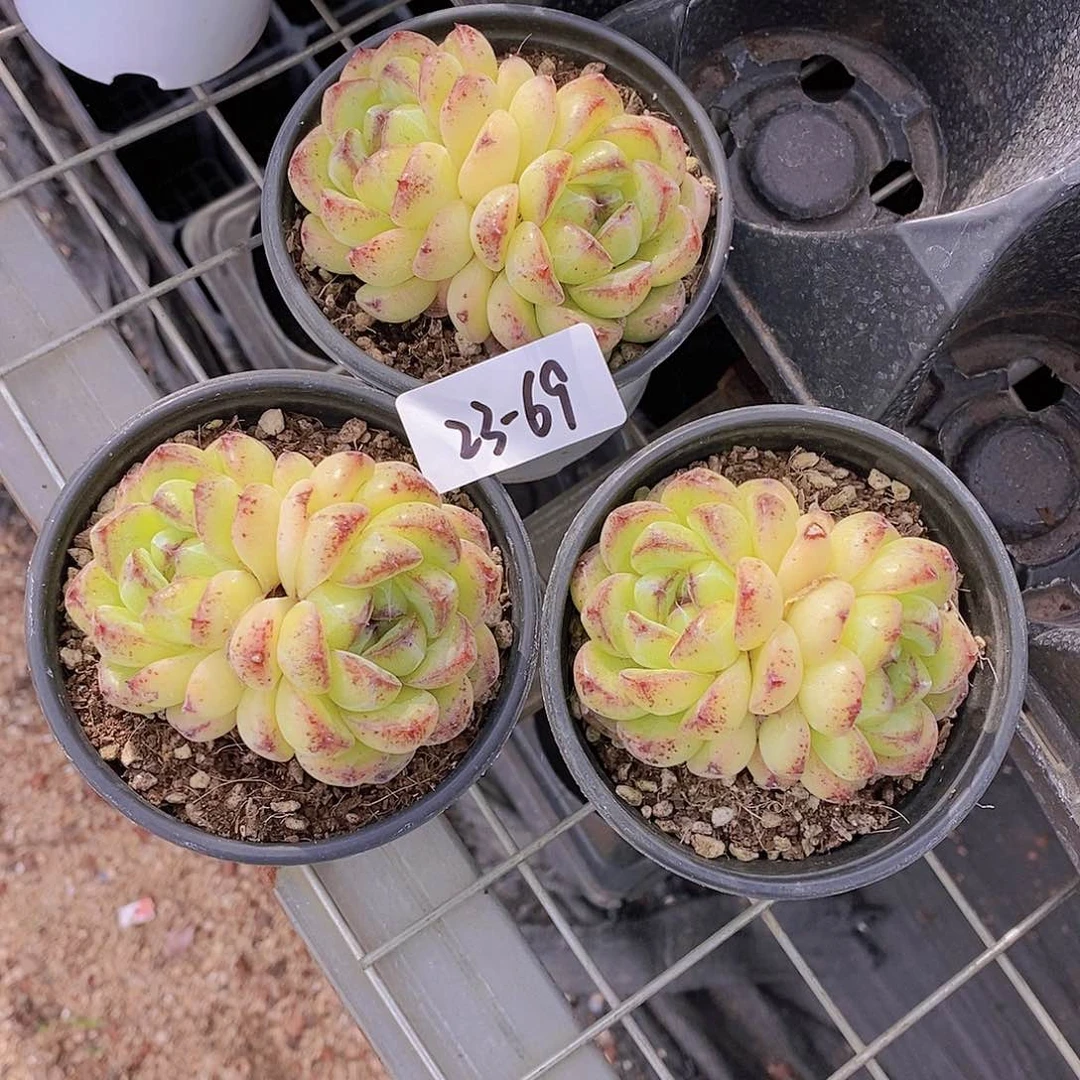 23-69- 菩提双头福利一颗 量拍