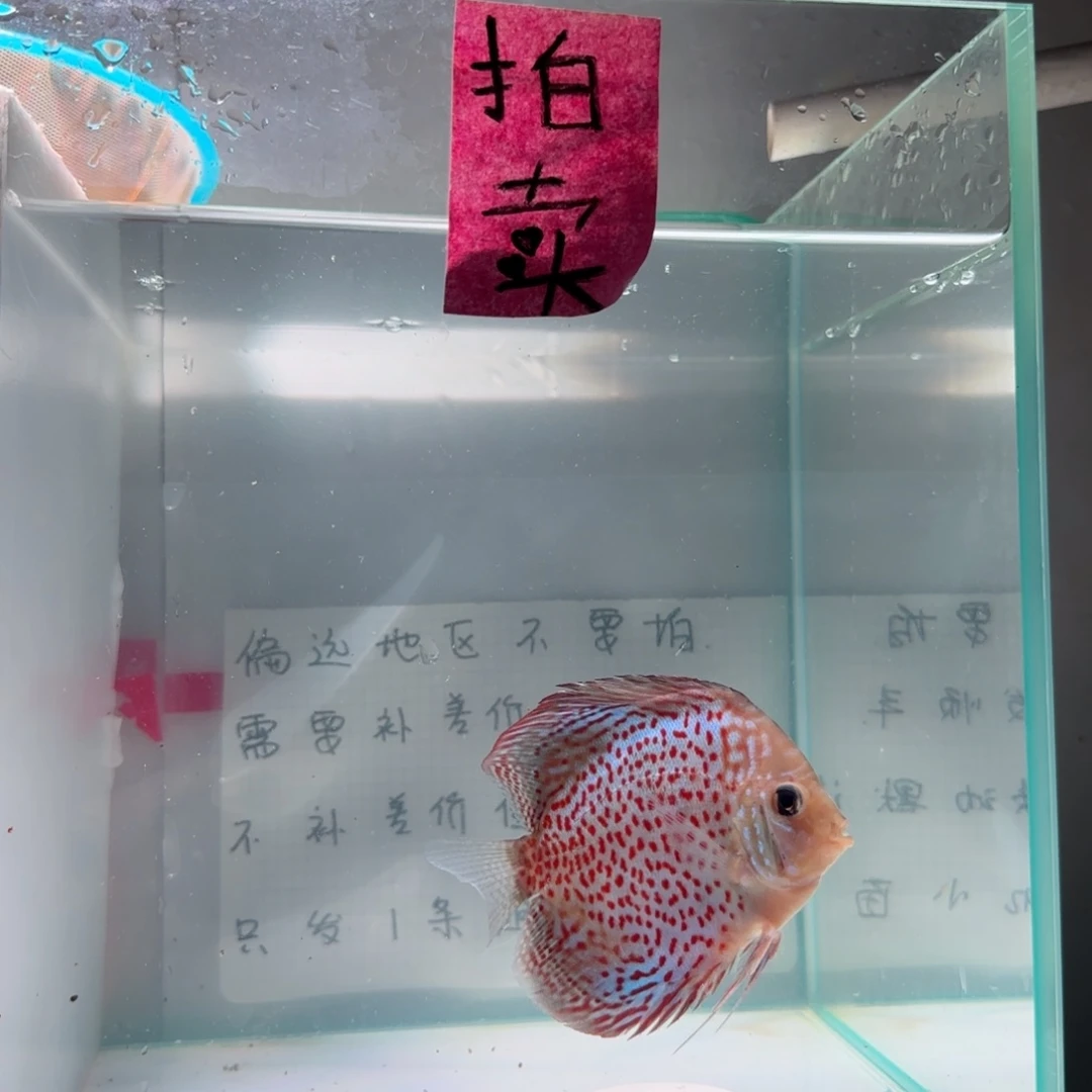 七彩神仙鱼肉身7-8左右，偏远地区不要拍