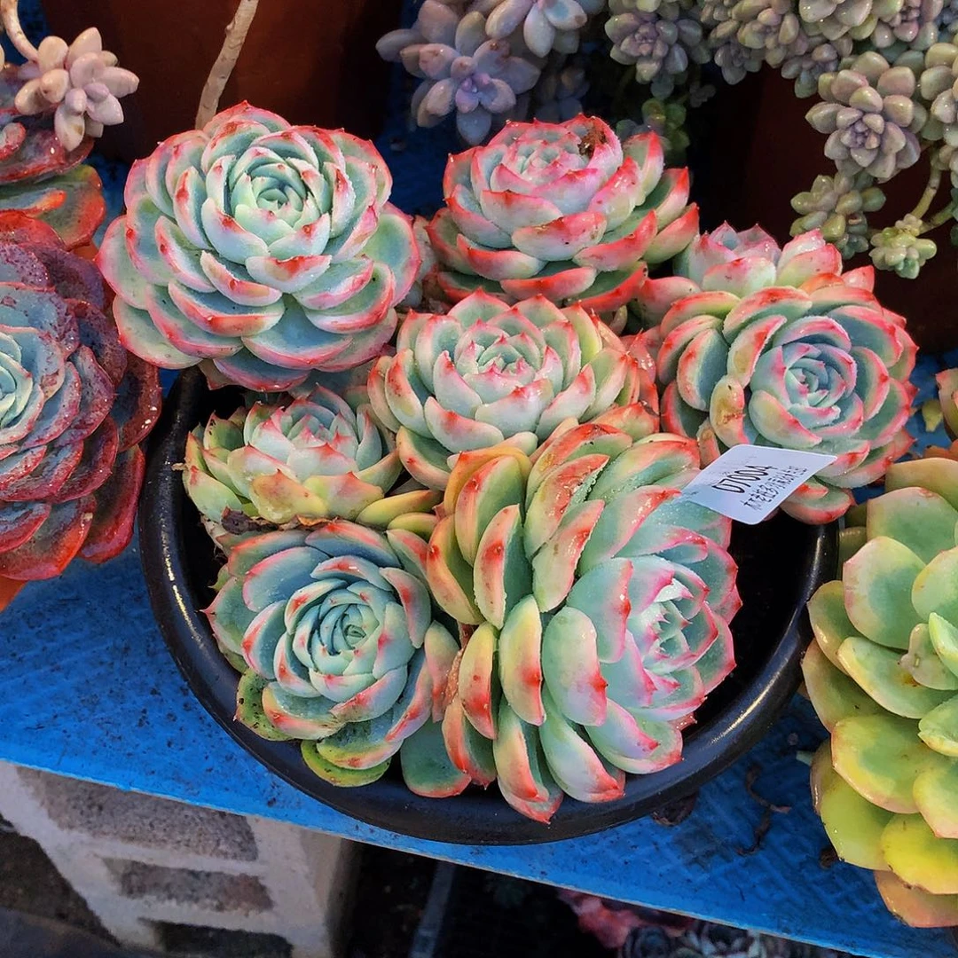 嘉***）    侧影多肉07004