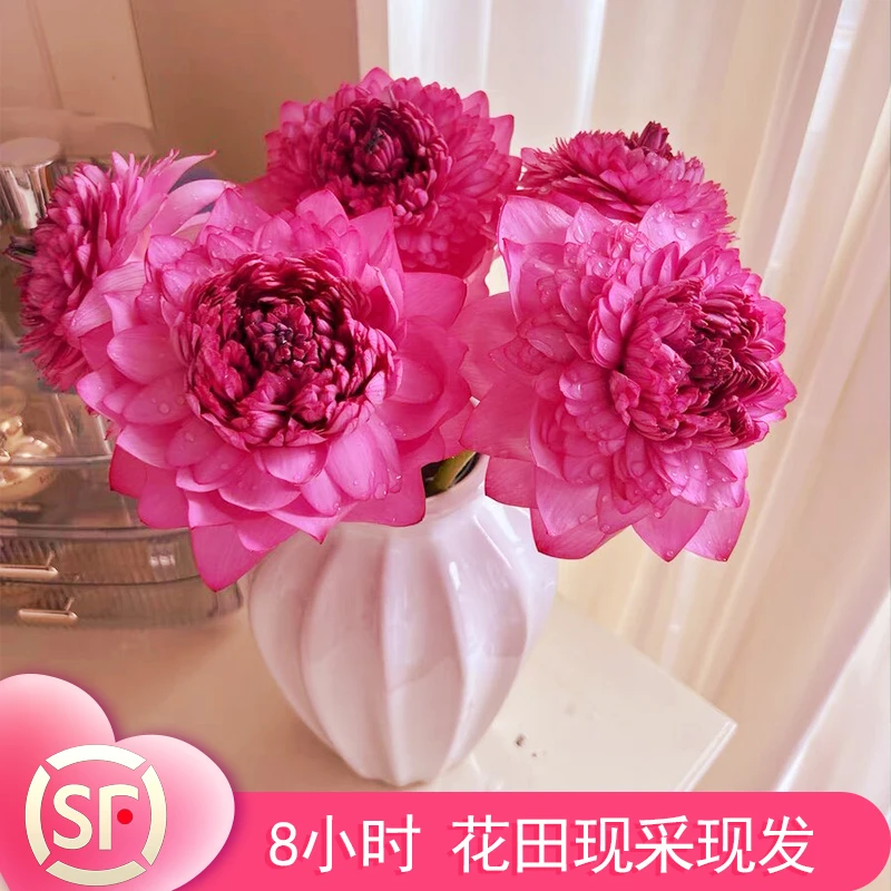【王千瓣】重瓣新鲜荷花切花插花真荷叶现摘莲花批发花束