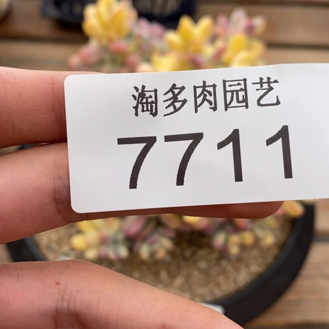 幸***福奥普福娘锦多肉植物7711