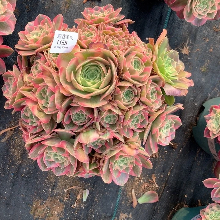1155粉女郎多肉植物特价不售后