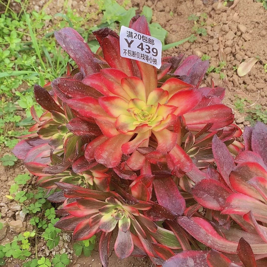 439烟花多肉法师锦