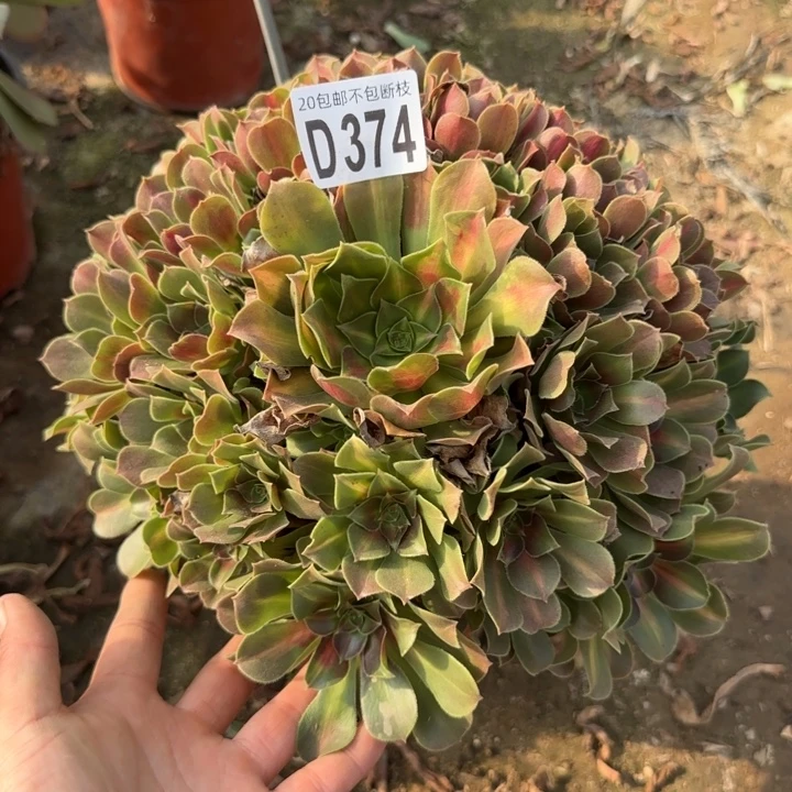 女巫中班……多肉植物……
