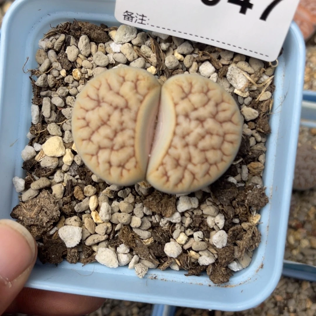 ****散0047荒1专拍的花花