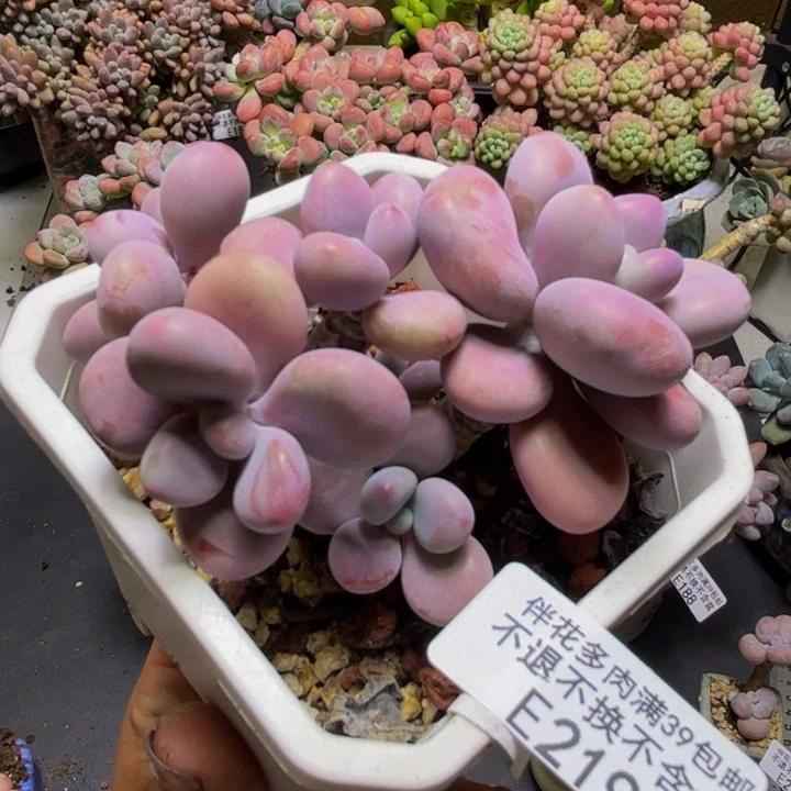 腰子桃蛋树219/8cm