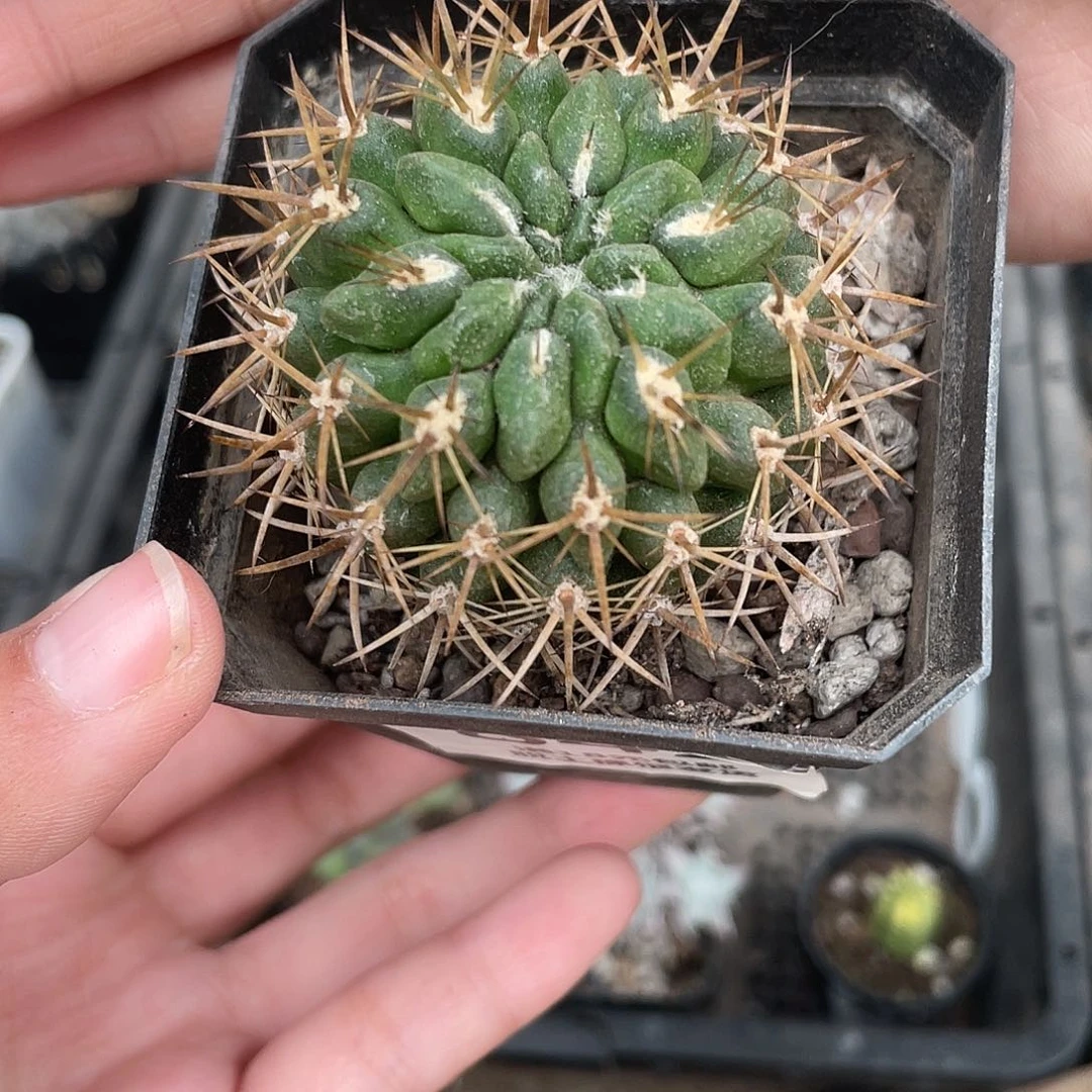 842特价登阳丸（满18元包邮）