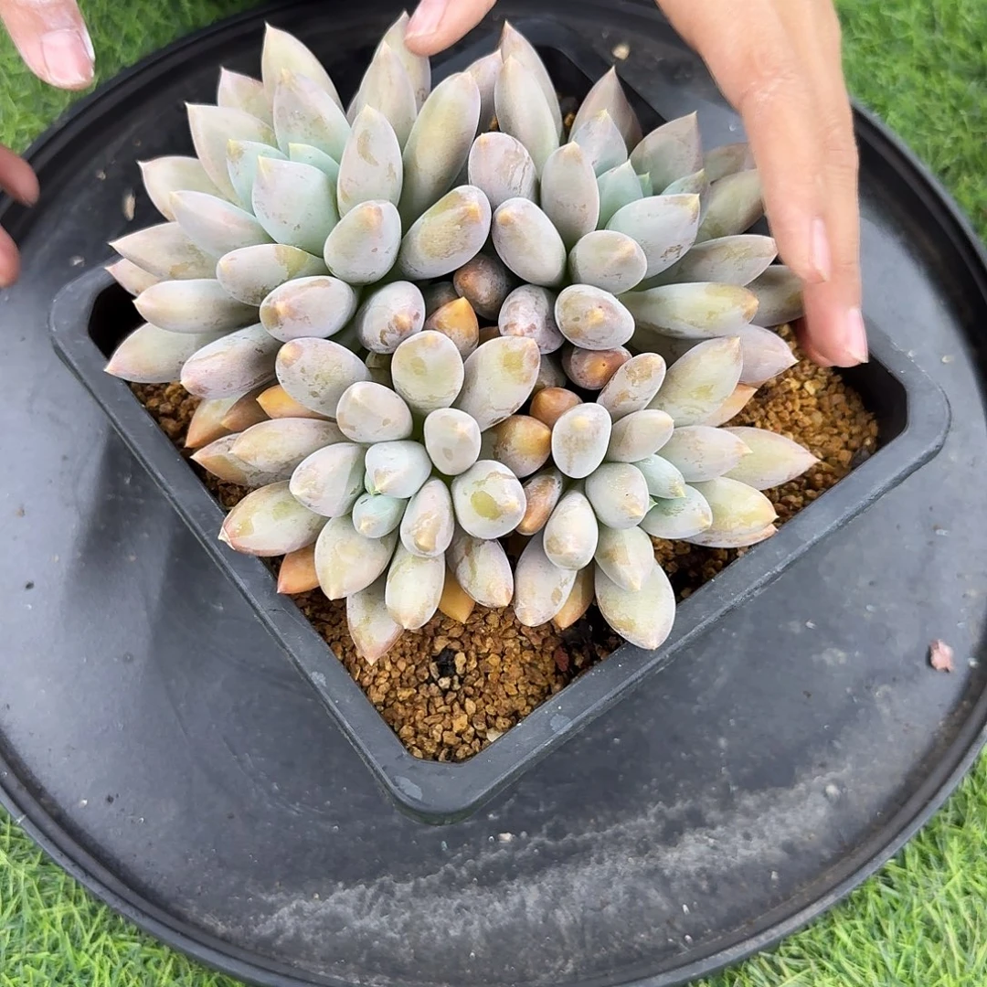 多肉植物不带盆多肉植物