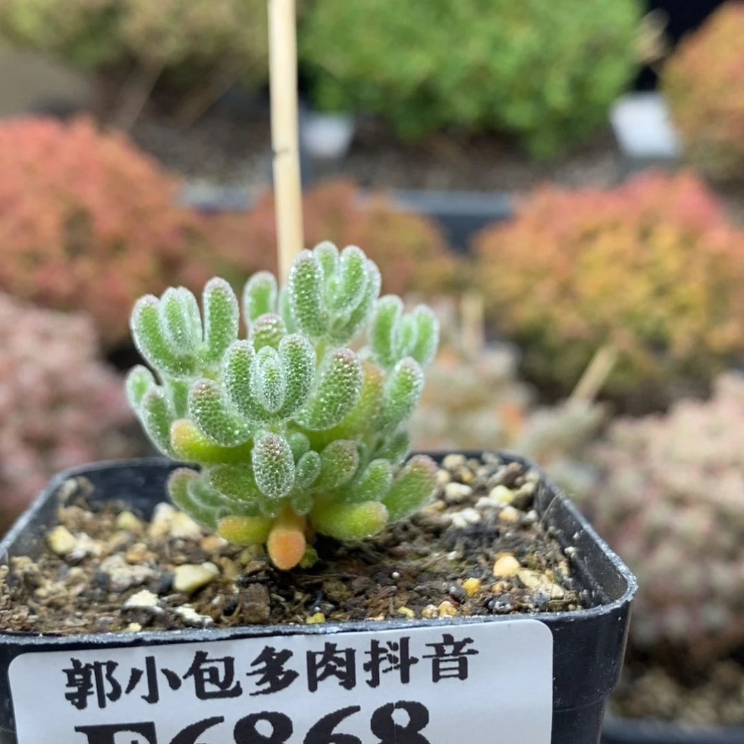 优选冰晶6868枝干番杏