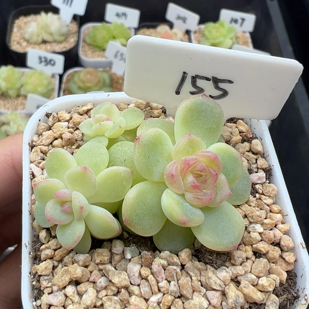 155号希米鹿 晗雨