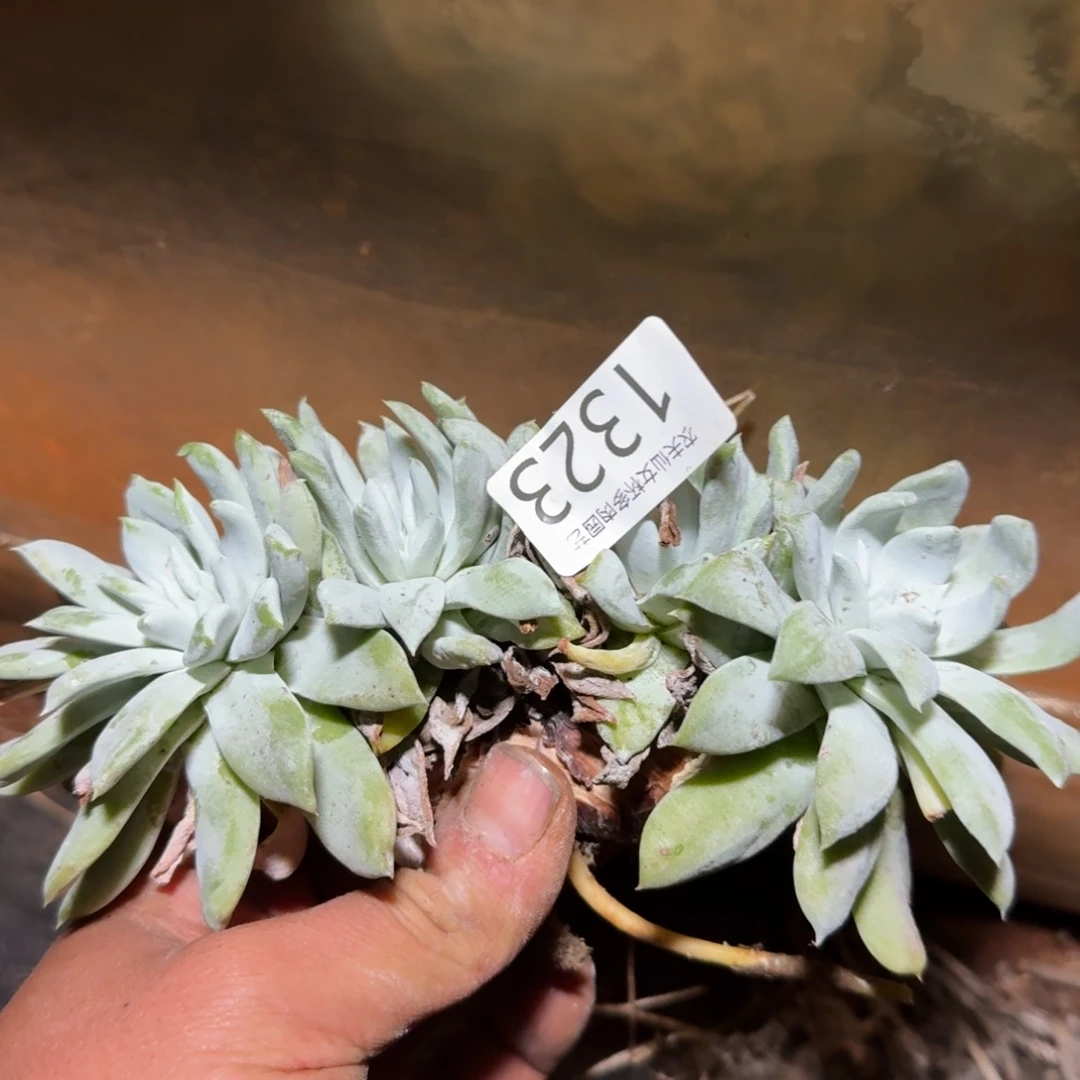 k***n仙女杯多肉植物杂交