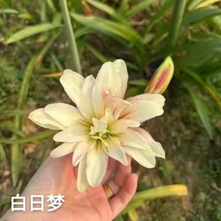 朱顶红【白日梦】3.1cm 只包对版，不包后期养护