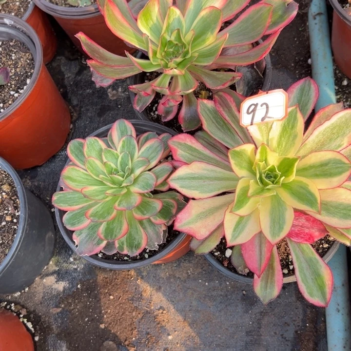 耒***范多肉植物92不售后