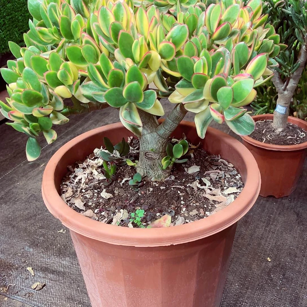 老桩新花月锦多肉