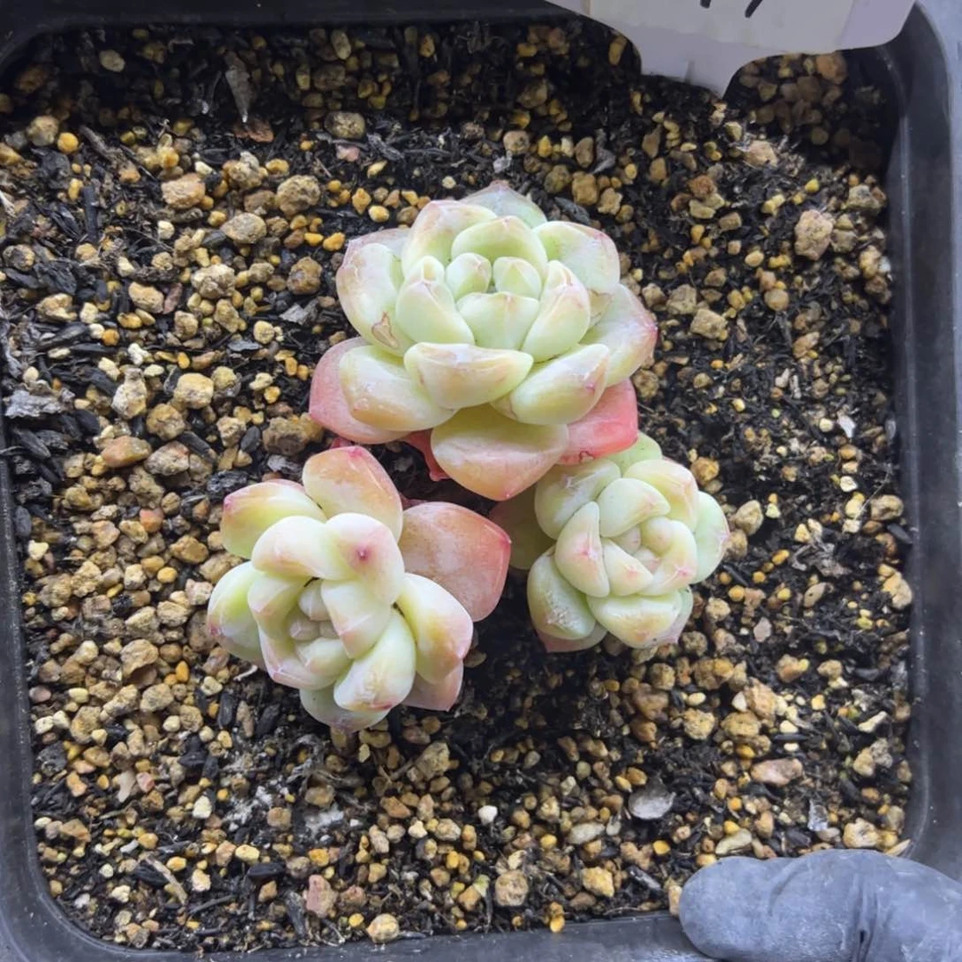 红陶你***了611号多肉植物