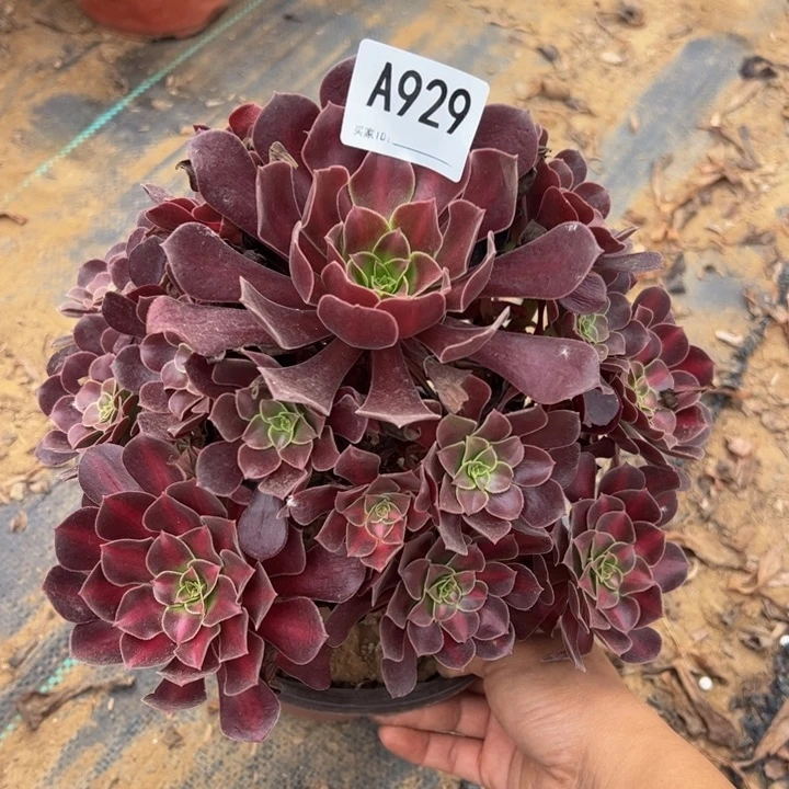 花哪多肉植物929.