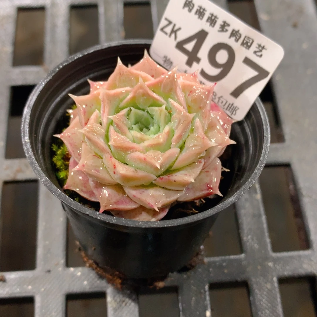 肉萌萌拇指盆精控多肉ZK497