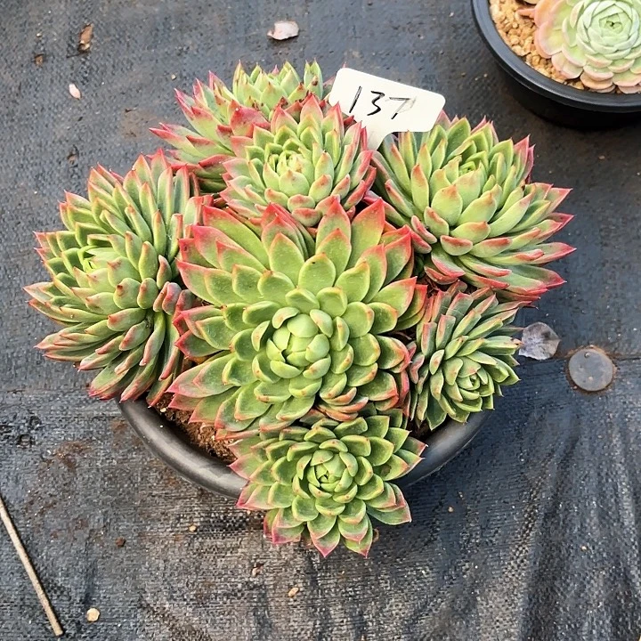肉***宝多肉植物，红女巫137号