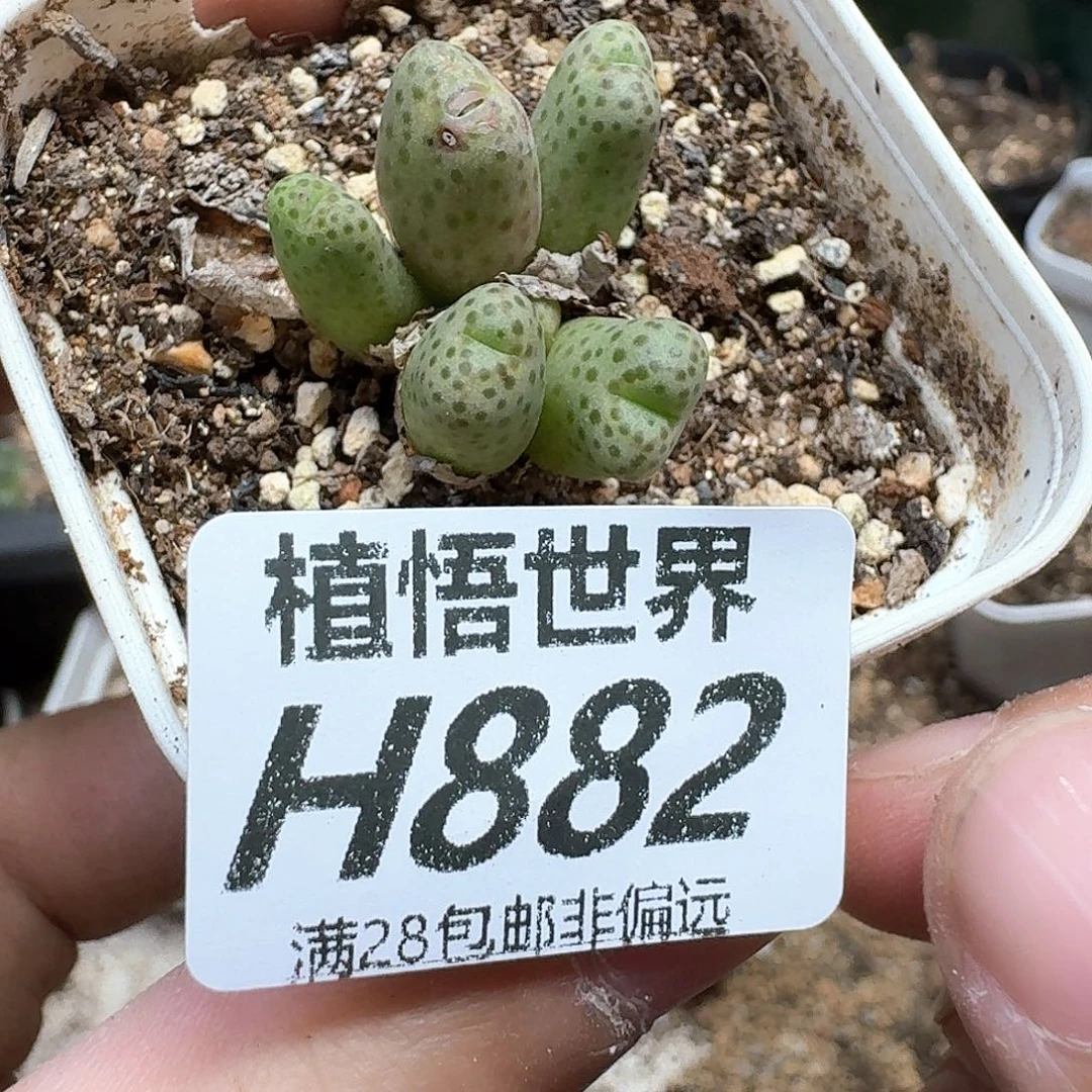 多肉植物的润泽法v