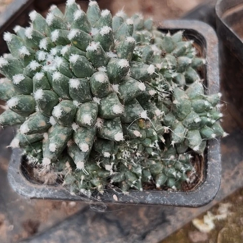 815处理仙人球的方法