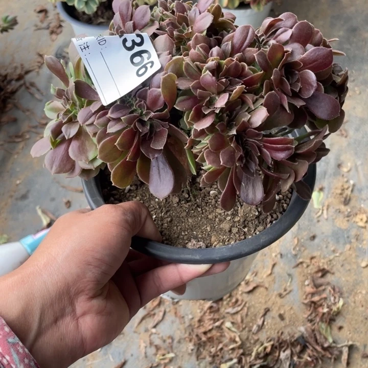 多肉柠檬玫瑰缀化366