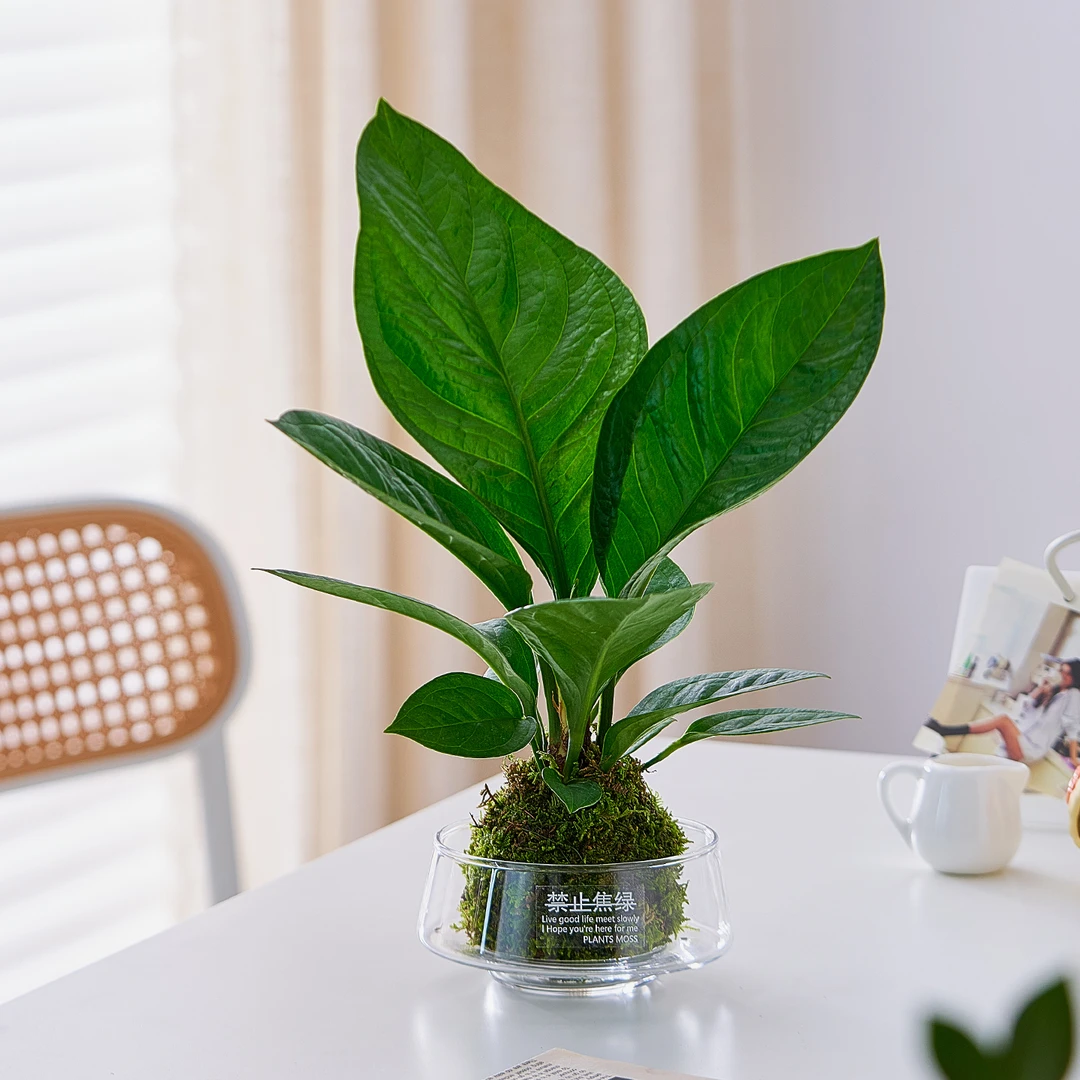 聚宝盆苔藓球水培植物办公室内桌面好养耐活招财花卉送礼绿植盆栽