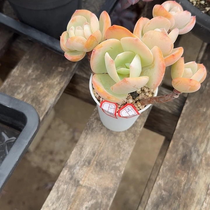 ****呆白凤多肉植物一颗