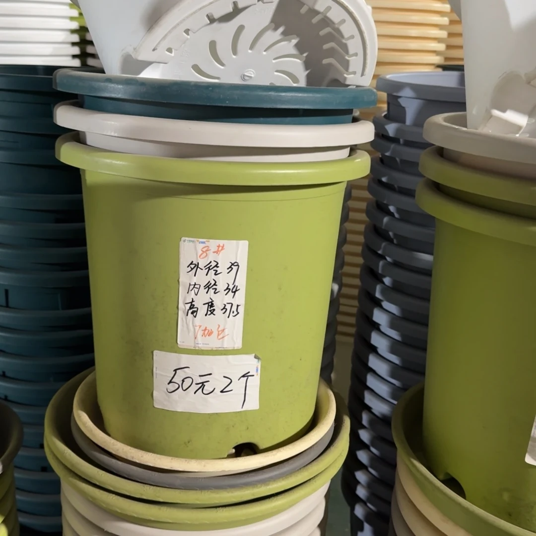 四季8#口径39无拖果绿3个