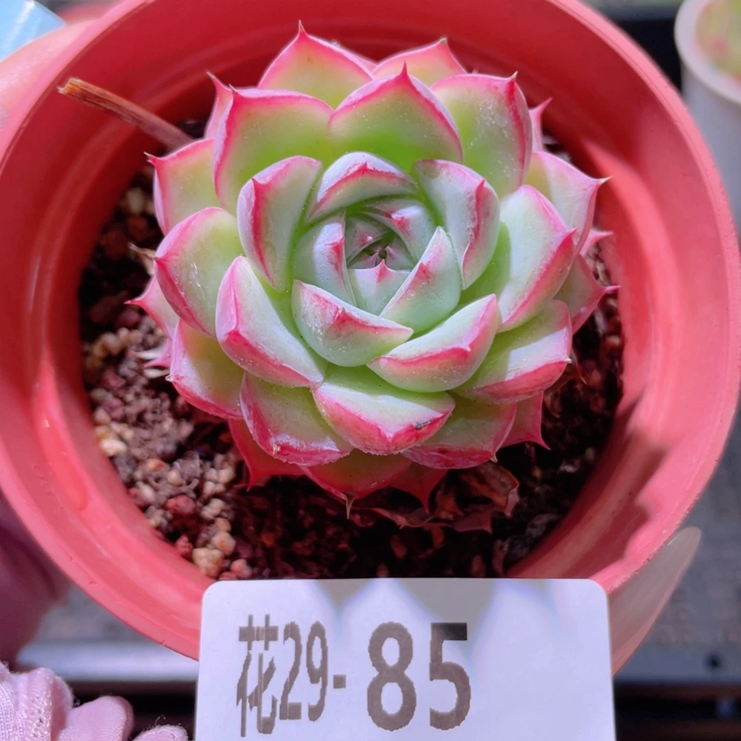 花利美29-85粉水晶