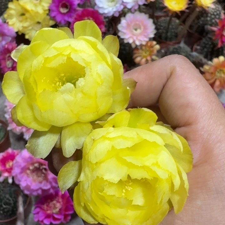 222丽花黄水晶歪2到3公分左右无根侧牙