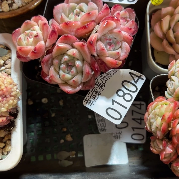 幸运的是你还没遇到幸运的